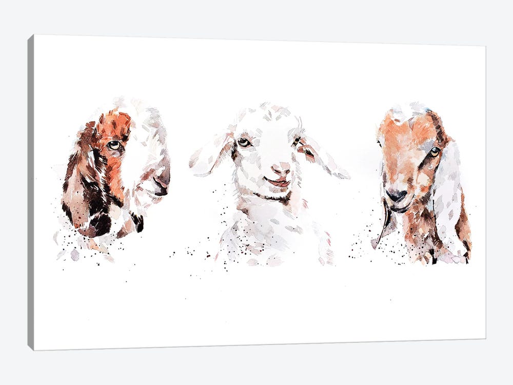 Boer Saneen And Nubian Goat Kids. The Three Kings by EdsWatercolours 1-piece Canvas Print
