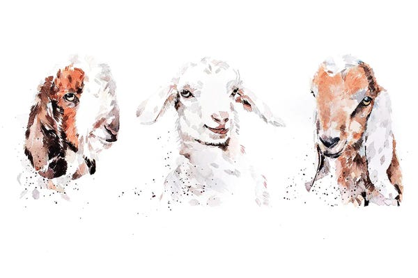 Goats: Boer Saneen And Nubian Goat Kids. The Three Kings by EdsWatercolours