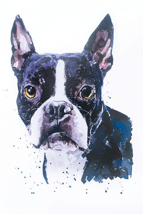 Boston Terrier