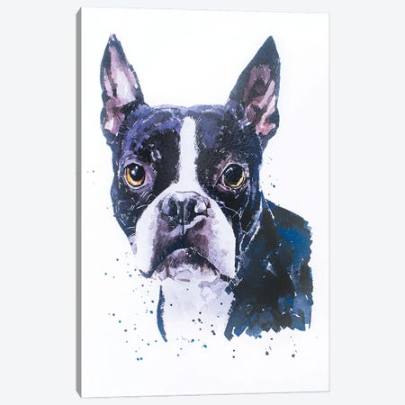 Boston Terrier Canvas Print #EWC36} by EdsWatercolours Canvas Art