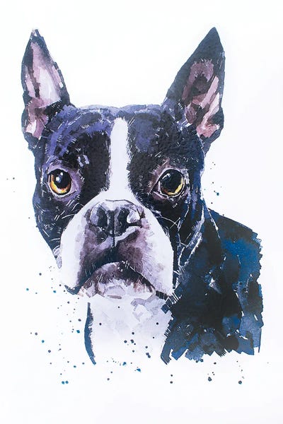 EdsWatercolours: Boston Terrier by EdsWatercolours