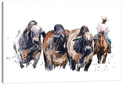 Brahman Cattle And Cowboy Canvas Art Print - Cowboy & Cowgirl Art