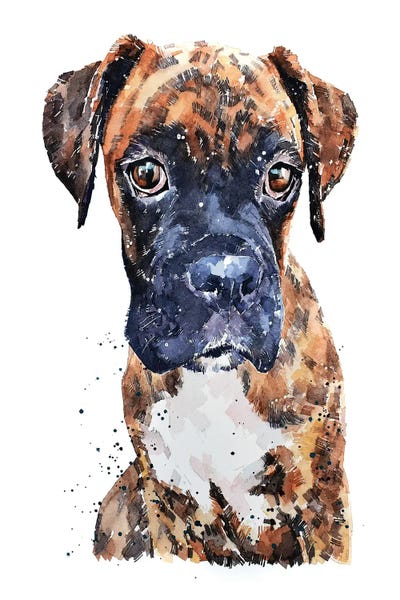 Boxers: Brindle Boxer Pup by EdsWatercolours