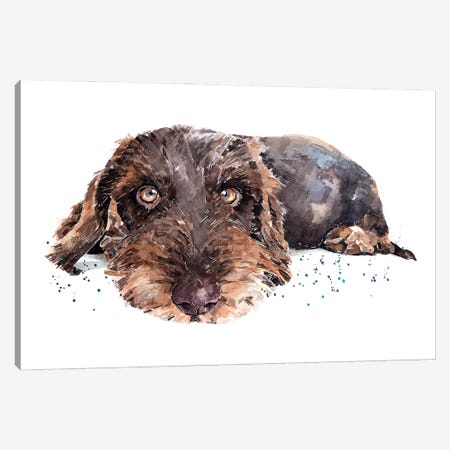 Brown Wirehaired Dachshund Canvas Print #EWC44} by EdsWatercolours Art Print