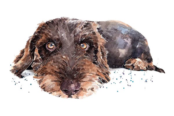 EdsWatercolours: Brown Wirehaired Dachshund by EdsWatercolours