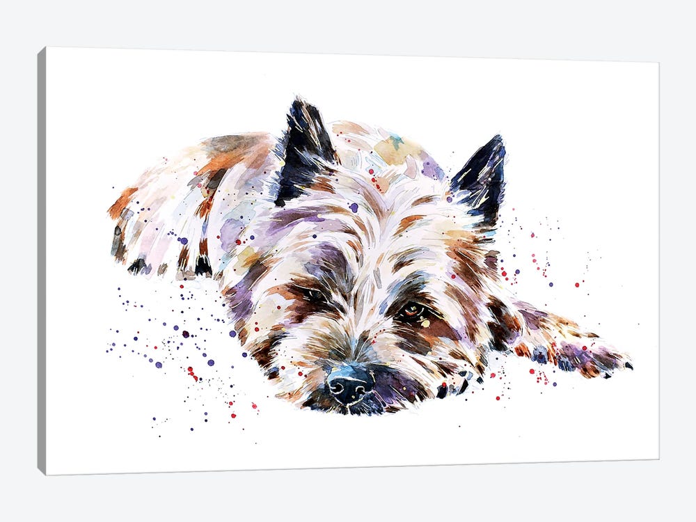 Cairn Terrier I by EdsWatercolours 1-piece Canvas Print