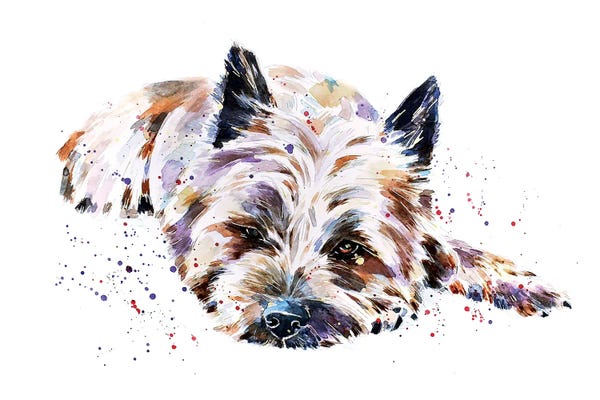 Cairn Terrier I