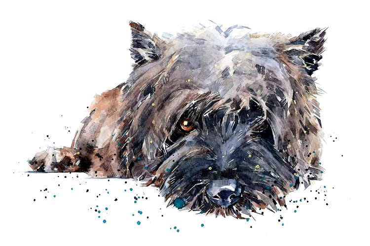 Cairn Terrier II