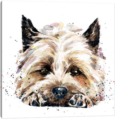 Cairn Terrier In Your Face Canvas Art Print - EdsWatercolours