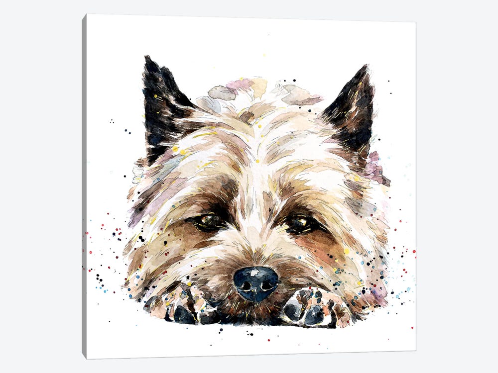 Cairn Terrier In Your Face by EdsWatercolours 1-piece Canvas Print