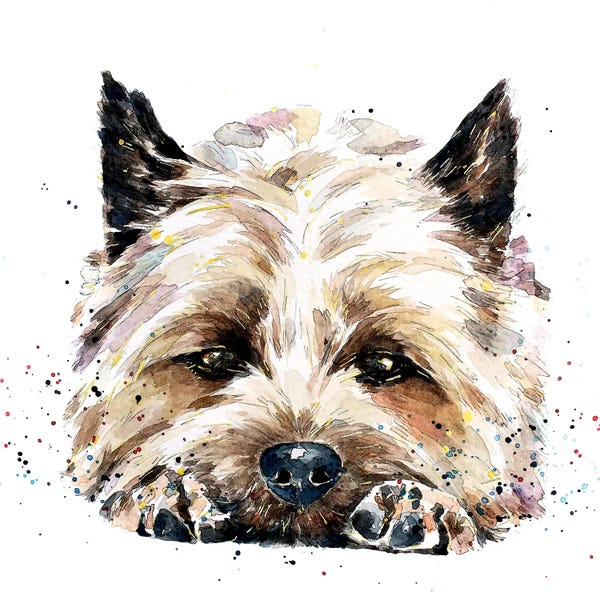 Terriers: Cairn Terrier In Your Face by EdsWatercolours