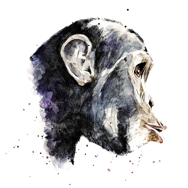 Chimp