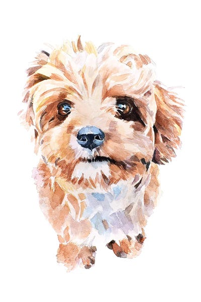 EdsWatercolours: Cockapoo II by EdsWatercolours