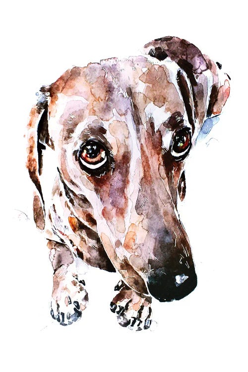 Dachshund Soulful Eyes