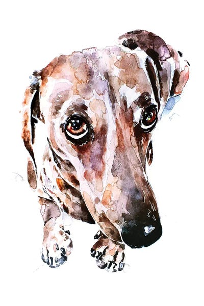 Dachshunds: Dachshund Soulful Eyes by EdsWatercolours