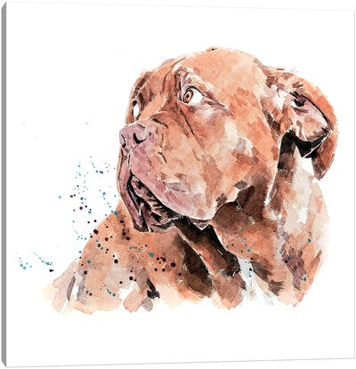 Dogue De Bordeaux I Canvas Art Print