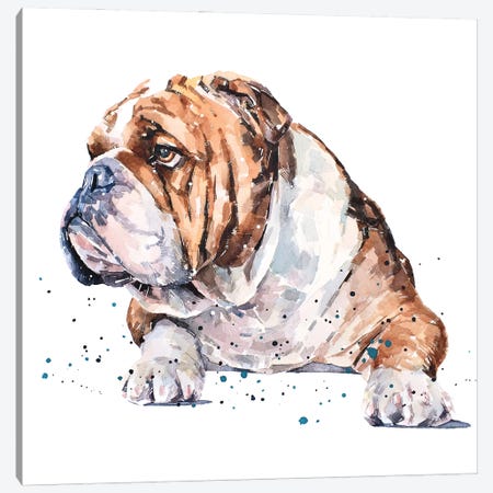 English Bull Dog I Canvas Print #EWC81} by EdsWatercolours Canvas Art