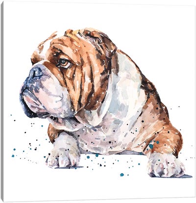 English Bull Dog I Canvas Art Print - Bulldog Art