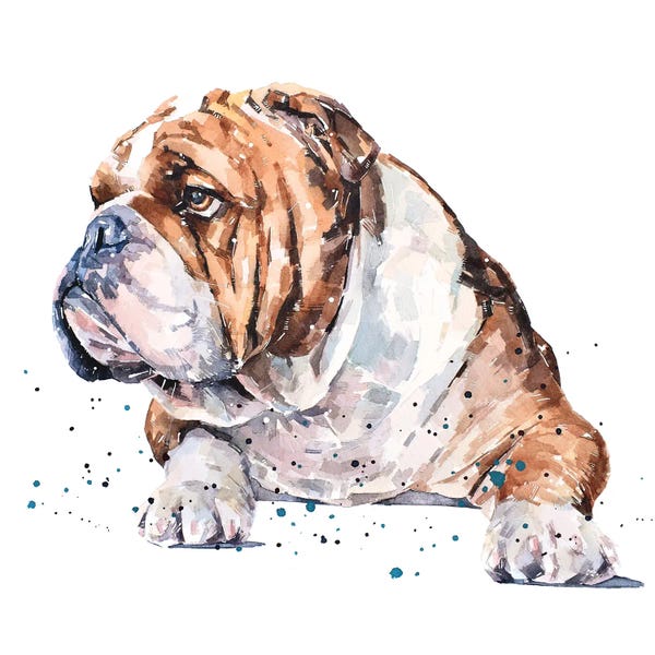 Bulldogs: English Bull Dog I by EdsWatercolours