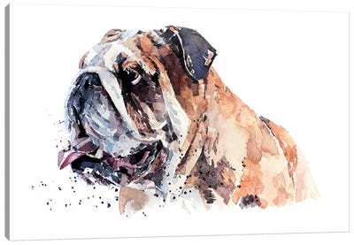 English Bull Dog II Canvas Art Print - EdsWatercolours