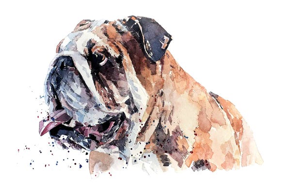 EdsWatercolours: English Bull Dog II by EdsWatercolours