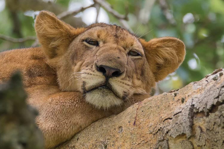 Uganda, Ishasha, Queen Elizabeth National Park. Lioness in tree, resting on branch.