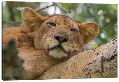 Uganda, Ishasha, Queen Elizabeth National Park. Lioness in tree, resting on branch. Canvas Art Print