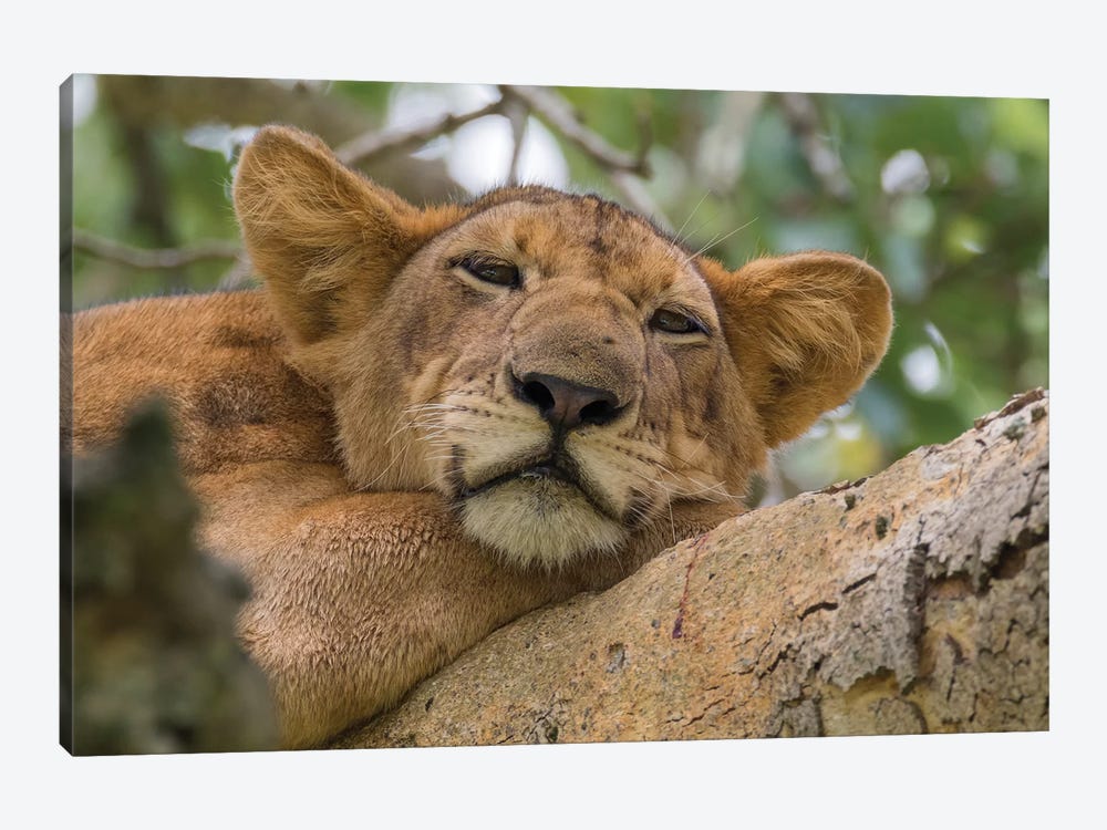 Uganda, Ishasha, Queen Elizabeth National Park. Lioness in tree, resting on branch. by Emily Wilson 1-piece Canvas Artwork