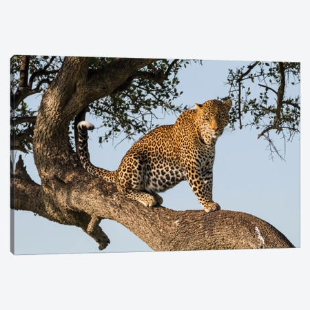 Africa, Kenya, Masai Mara National Reserve, African Leopard in tree. Canvas Print #EWI2} by Emily Wilson Canvas Print