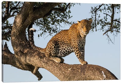 Africa, Kenya, Masai Mara National Reserve, African Leopard in tree. Canvas Art Print