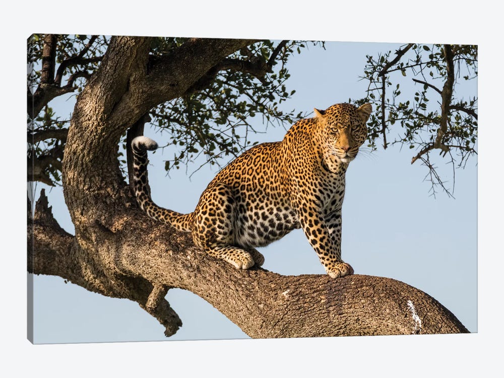 Africa, Kenya, Masai Mara National Reserve, African Leopard in tree. by Emily Wilson 1-piece Canvas Wall Art