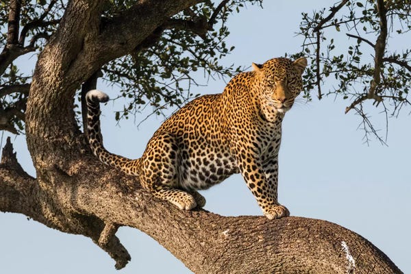 Kenya: Africa, Kenya, Masai Mara National Reserve, African Leopard in tree. by Emily Wilson