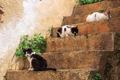Spain, Balearic Islands, Mallorca, Santanyi, Cala Figuera. Small, colorful fishing harbor by Emily Wilson framed canvas print