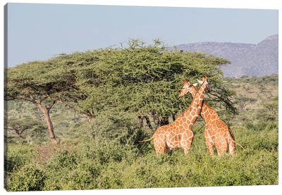 Africa, Kenya, Samburu National Park, Reticulated Giraffes at sunset. Canvas Art Print - Giraffe Art