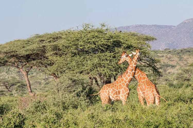 Africa, Kenya, Samburu National Park, Reticulated Giraffes at sunset.