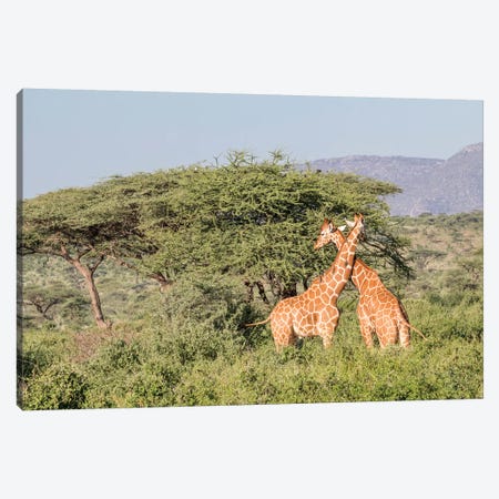 Africa, Kenya, Samburu National Park, Reticulated Giraffes at sunset. Canvas Print #EWI3} by Emily Wilson Canvas Print