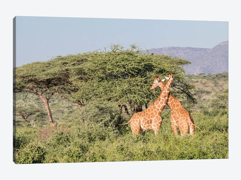 Africa, Kenya, Samburu National Park, Reticulated Giraffes at sunset. 1-piece Canvas Art Print