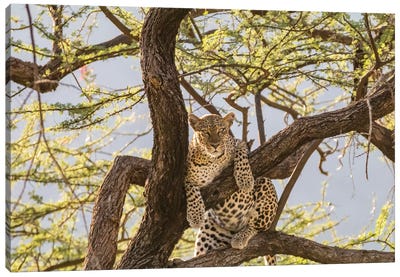 Africa, Kenya, Samburu National Reserve. African Leopard in tree I Canvas Art Print - Leopard Art