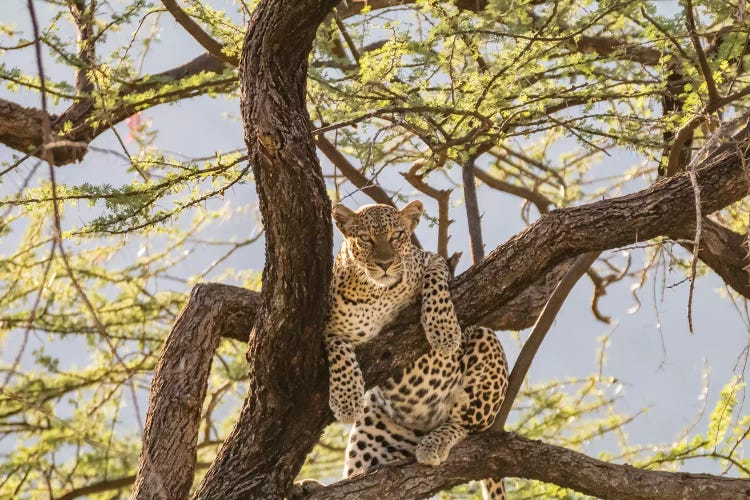 African Leopard In Tree I. Africa, Kenya, Samburu National Reserve
