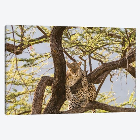 Africa, Kenya, Samburu National Reserve. African Leopard in tree I Canvas Print #EWI4} by Emily Wilson Canvas Art