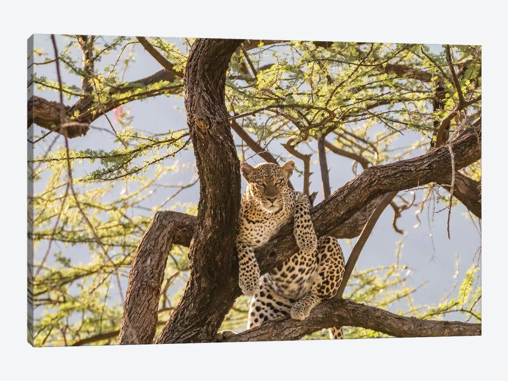 Africa, Kenya, Samburu National Reserve. African Leopard in tree I by Emily Wilson 1-piece Canvas Wall Art