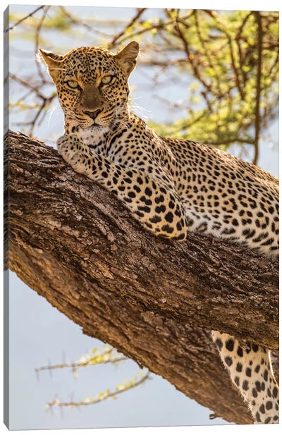 Africa, Kenya, Samburu National Reserve. African Leopard in tree II Canvas Art Print - Leopard Art