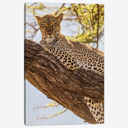 Africa, Kenya, Samburu National Reserve. African Leopard in tree II Canvas Print #EWI5} by Emily Wilson Canvas Art