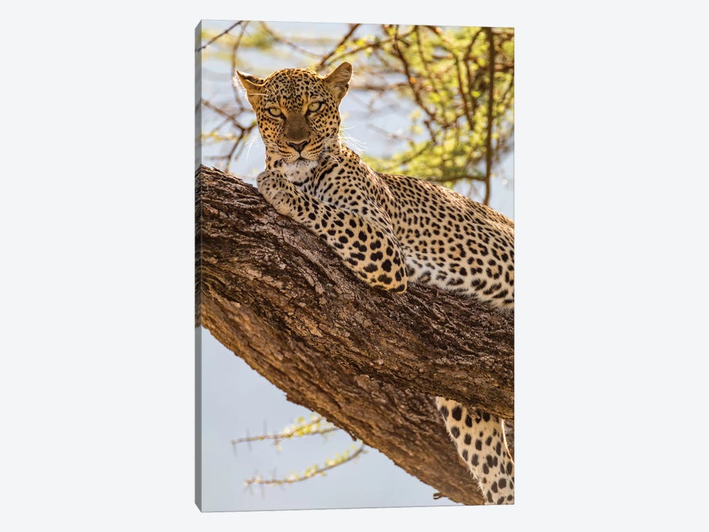 Africa, Kenya, Samburu National Reserve. African Leopard in tree II by Emily Wilson 1-piece Canvas Print