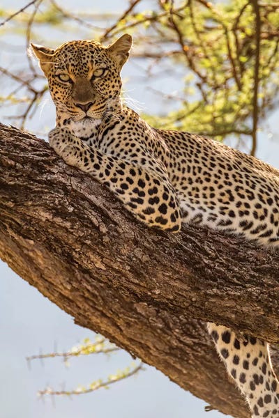 Kenya: African Leopard In Tree Ii. Africa, Kenya, Samburu National Reserve by Emily Wilson