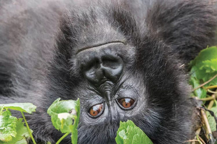 Rwanda, Volcanoes National Park, Ruhengeri, Kinigi. Mountain gorilla I