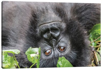Rwanda, Volcanoes National Park, Ruhengeri, Kinigi. Mountain gorilla I Canvas Art Print - Primate Art