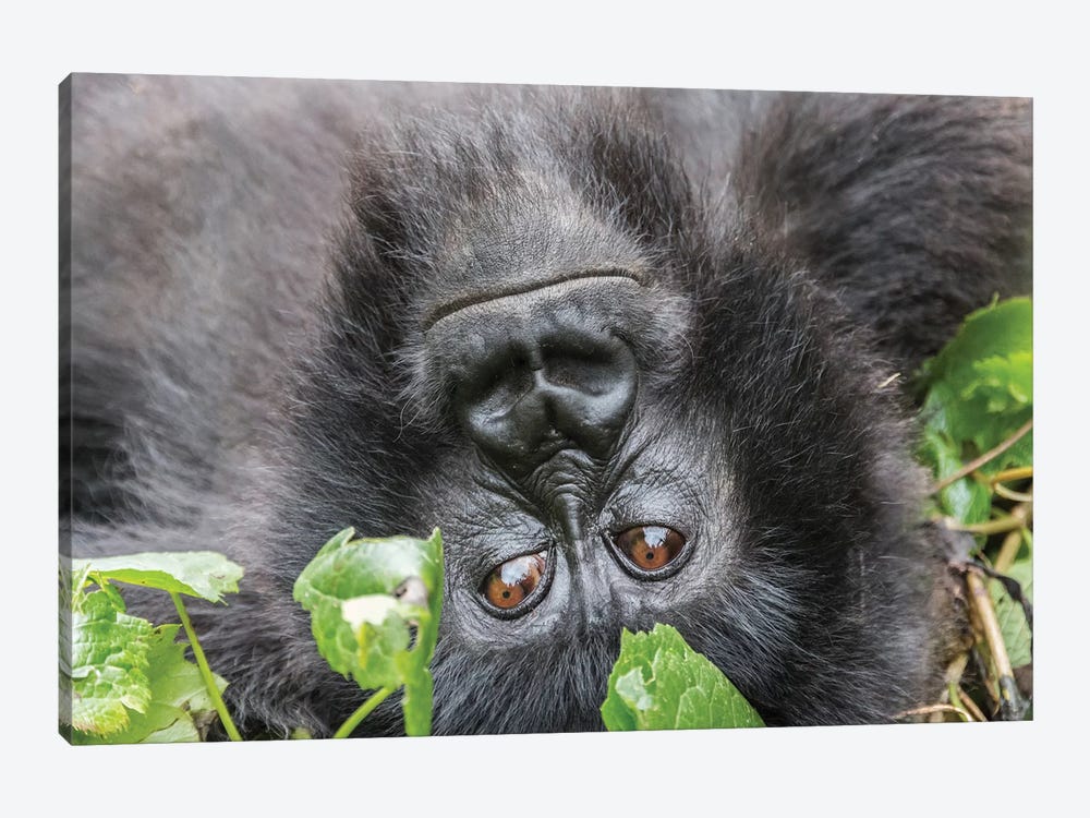 Rwanda, Volcanoes National Park, Ruhengeri, Kinigi. Mountain gorilla I by Emily Wilson 1-piece Canvas Print