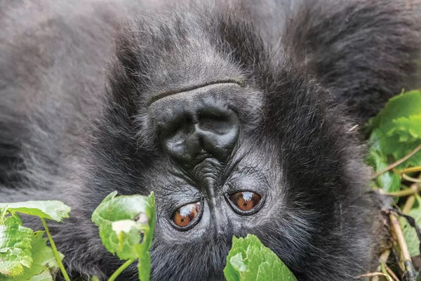 Emily Wilson: Rwanda, Volcanoes National Park, Ruhengeri, Kinigi. Mountain gorilla I by Emily Wilson