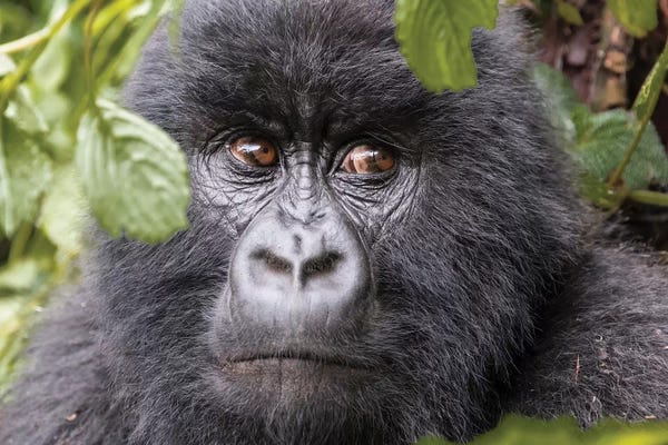 Emily Wilson: Rwanda, Volcanoes National Park, Ruhengeri, Kinigi. Mountain gorilla II by Emily Wilson